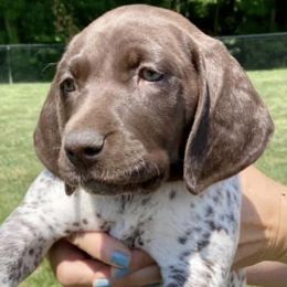 German Shorthaired Pointers from Hidden Hill Boarding Kennels