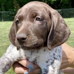 German Shorthaired Pointers from Hidden Hill Boarding Kennels