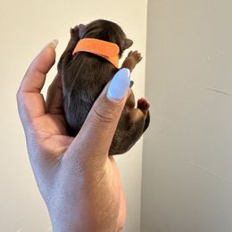 Orange - Chocolate and tan male Yorkshire Terrier puppy in Selden, New York from Alisha's Yorkshire Terriers