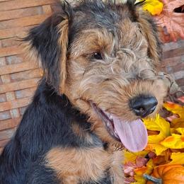 Welsh Terrier Puppies from Jenkins Welsh Terriers