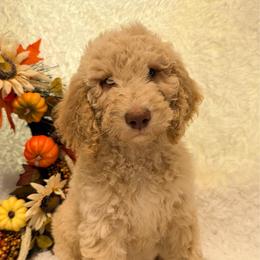 Apollo - Cream male Goldendoodle puppy in Arlington, Texas from Chambers Doodle Patch