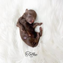 Toffee - Chocolate female Goldendoodle puppy in from Pink Poodles and Doodles