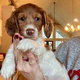 Rocket - Red male Dachshund puppy in Hensley, Arkansas from The Dachshund Barn