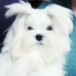 Ragnar - Maltese