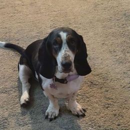 Jessie - Basset Hound