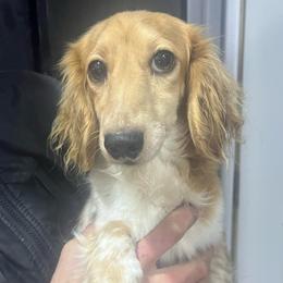 Sugar - Dachshund