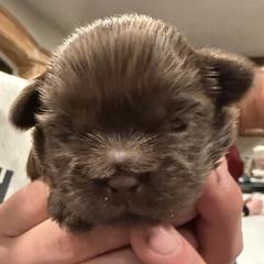 TBD - Liver male Shorkie puppy in Idaho from Little Rascal Ranch