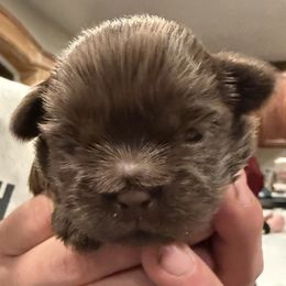 TBD - Liver male Shorkie puppy in Idaho from Little Rascal Ranch