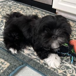 Shihpoo and Shih Tzu Puppies from Lilli’s Shih tzus and Shih poos
