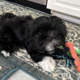 Shihpoo and Shih Tzu Puppies from Lilli’s Shih tzus and Shih poos