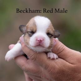 Becham - Red male Pembroke Welsh Corgi puppy in Manchester, Kentucky from Riverside Corgis