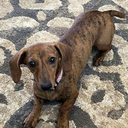 Echo - Dachshund