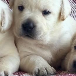 Boy 1 - Yellow male Labrador Retriever puppy in Jamestown, Ohio from Heartlands Quality Labrador Retrievers