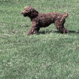 Goldendoodle puppies from Tumbling Creek GoldenDoodles