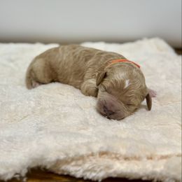 Peppermint - Apricot male Goldendoodle puppy in Kenansville, North Carolina from J+A Family Doodles