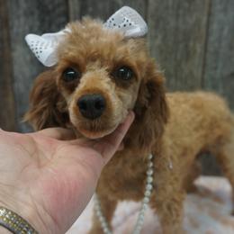 Willa - Poodle