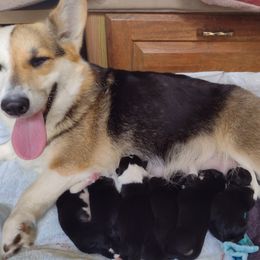 Pembroke Welsh Corgi Puppies from Country Rain Corgis