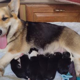 Pembroke Welsh Corgi Puppies from Country Rain Corgis