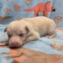 Sophie - Gold female Border Collie puppy in Gary, Indiana from Lake Ridge Border Collies