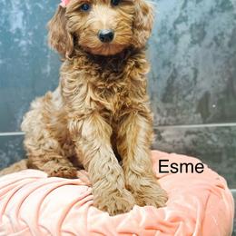 Esme - Red  female Goldendoodle puppy in Pasco, Washington from Camp Doodle Woods