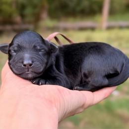 Pugsley - Black and white male Aussiedoodle puppy in Mulino, Oregon from Korbella Farm