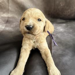 Fishy - Cream female Goldendoodle puppy in Houston, Texas from Were The Mack'Doodles