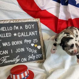 Gallant - Great Dane puppy from Not So Dainty Danes