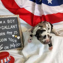 Gallant - Great Dane puppy from Not So Dainty Danes