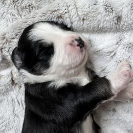 Miniature Australian Shepherd Puppies from Elsa’s lil Wiggle Butts
