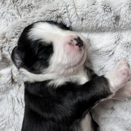 Miniature Australian Shepherd Puppies from Elsa’s lil Wiggle Butts
