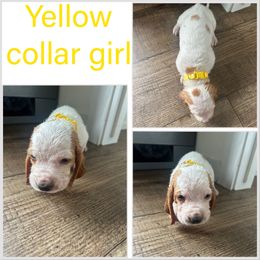 Girl 5 - Mahogany and white female Basset Hound puppy in Tahlequah, Oklahoma from HNH Hounds