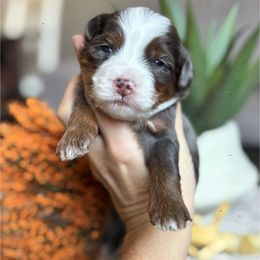 Grumpy - Tri-color male Bernedoodle puppy in Peoria, Arizona from Grand Canyon Bernedoodles