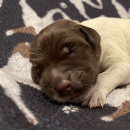 Boy 7 - Wirehaired Pointing Griffon puppy in Ohio from Feather View Farm