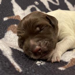 Boy 7 - Wirehaired Pointing Griffon puppy in Ohio from Feather View Farm