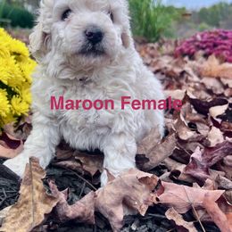 Aussiedoodle Puppies from Crabtree Farm Doodles