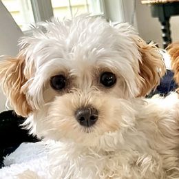 Daisy - Maltipoo