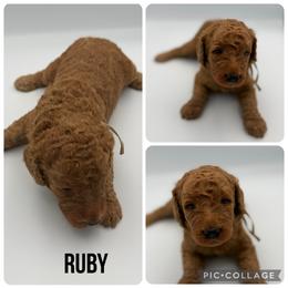 Ruby - Red  female Poodle puppy in Mount Vernon, Illinois from AMC Poodles