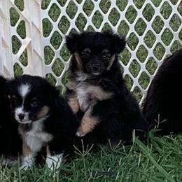Toy Australian Shepherds from S3 Toy Aussies