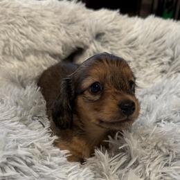 Dachshunds from SunnySeaDachs