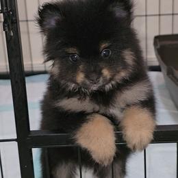 Woody - Black and tan male Pomeranian puppy in Buckeye, Arizona from BL Poms Heaven