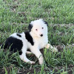 Victor - Black male Border Collie puppy in Centerville, Washington from Forthright Farms