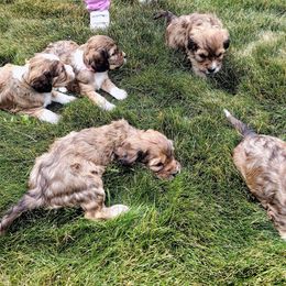 Cavapoo Puppies from Sophie's Puppy Den