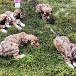 Cavapoo Puppies from Sophie's Puppy Den