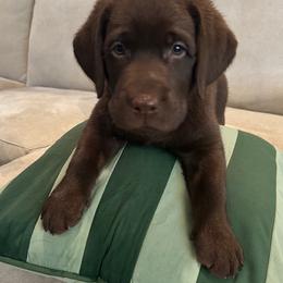 Labrador Retriever Puppies from Cedar Lake Labradors