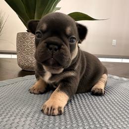 Chocolate-Tan - Liver male French Bulldog puppy in Smithfield, North Carolina from Roughneck Frenchies