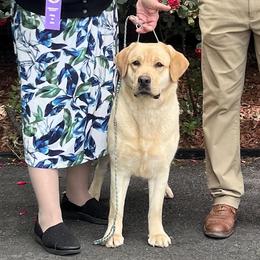 Labrador Retriever puppies from Sioux River Retrievers
