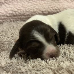 Dachshund Puppies from Whitesboro Dachshund