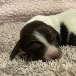 Dachshund Puppies from Whitesboro Dachshund