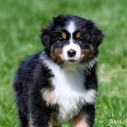 Boy 1 - Black tri-color male Australian Shepherd puppy in Rochester, Massachusetts from Clover Creek Aussies