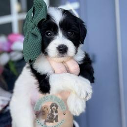 Tinsel - Black and white female Sheepadoodle puppy in Marion, Ohio from Doodles & Doxies